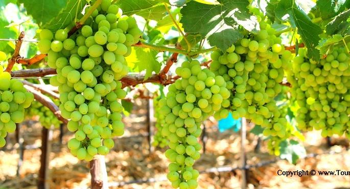 Two and a half crore rupees for grape growers | द्राक्ष उत्पादकांना अडीच कोटींचा गंडा Two and a half crore rupees for grape growers | द्राक्ष उत्पादकांना अडीच कोटींचा गंडा