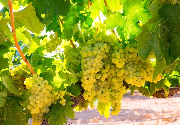 Clouds of distress over the 'grape ponds' in the district | जिल्ह्यातील ‘द्राक्ष पंढरी’वर संकटाचे ढग Clouds of distress over the 'grape ponds' in the district | जिल्ह्यातील ‘द्राक्ष पंढरी’वर संकटाचे ढग