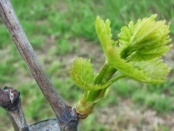 how to manage kharif crops in case of rain break | पावसाचा खंड पडलाय? काळजी करू नका; असे करा खरीप पिकांसह फळबागांचे व्यवस्थापन how to manage kharif crops in case of rain break | पावसाचा खंड पडलाय? काळजी करू नका; असे करा खरीप पिकांसह फळबागांचे व्यवस्थापन