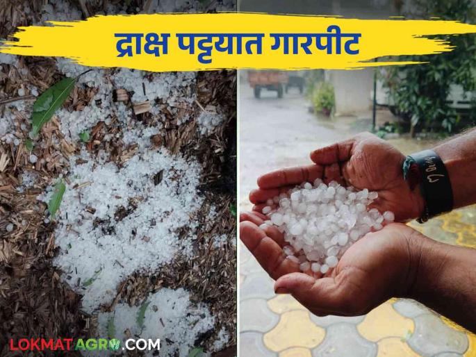 Heavy rains with hailstones in Sangli district caused major damage to grape orchards and Kharif crops | सांगली जिल्ह्यात गारपिटीसह मुसळधार पाऊस द्राक्षबागा, खरिपाच्या पिकांचे मोठे नुकसान Heavy rains with hailstones in Sangli district caused major damage to grape orchards and Kharif crops | सांगली जिल्ह्यात गारपिटीसह मुसळधार पाऊस द्राक्षबागा, खरिपाच्या पिकांचे मोठे नुकसान