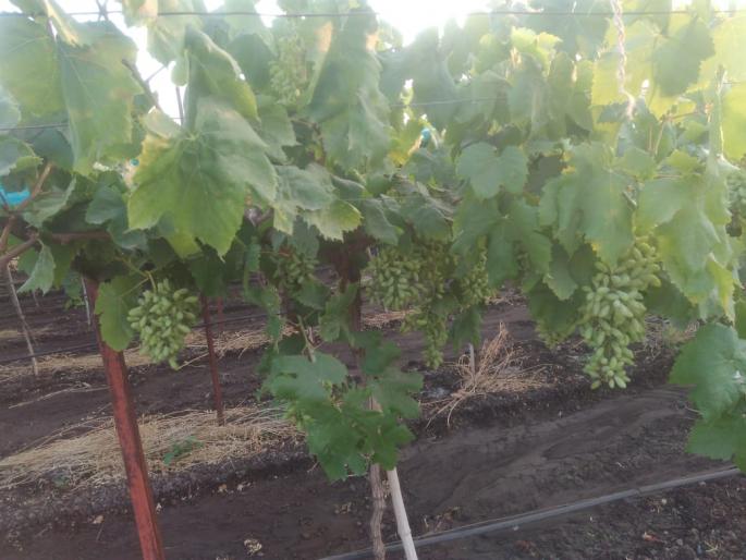 Due to the change in the environment, grape growers feared - the eyes of the rainbow in the sky | वातावरणातील बदलामुळे द्राक्ष उत्पादक धास्तावले -बळीराजाचे डोळे आभाळाकडे Due to the change in the environment, grape growers feared - the eyes of the rainbow in the sky | वातावरणातील बदलामुळे द्राक्ष उत्पादक धास्तावले -बळीराजाचे डोळे आभाळाकडे