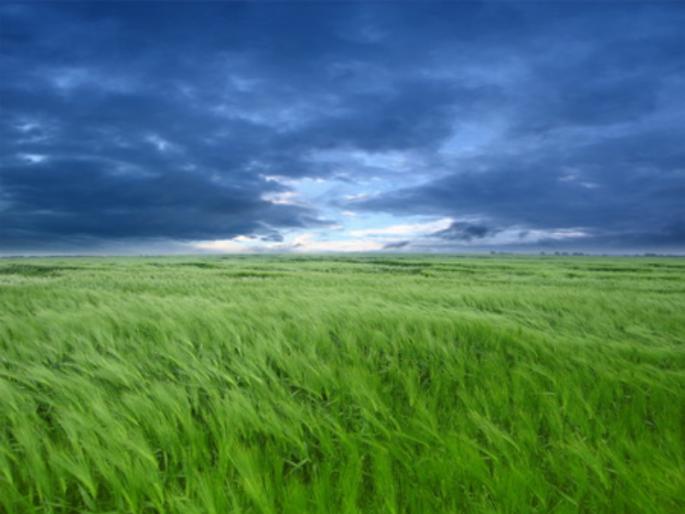 Neglect of grassland conservation, from 24 to 15 percent | गवताळ कुरण संवर्धनाकडे दुर्लक्ष, २४ वरून १५ टक्क्यांवर आले Neglect of grassland conservation, from 24 to 15 percent | गवताळ कुरण संवर्धनाकडे दुर्लक्ष, २४ वरून १५ टक्क्यांवर आले