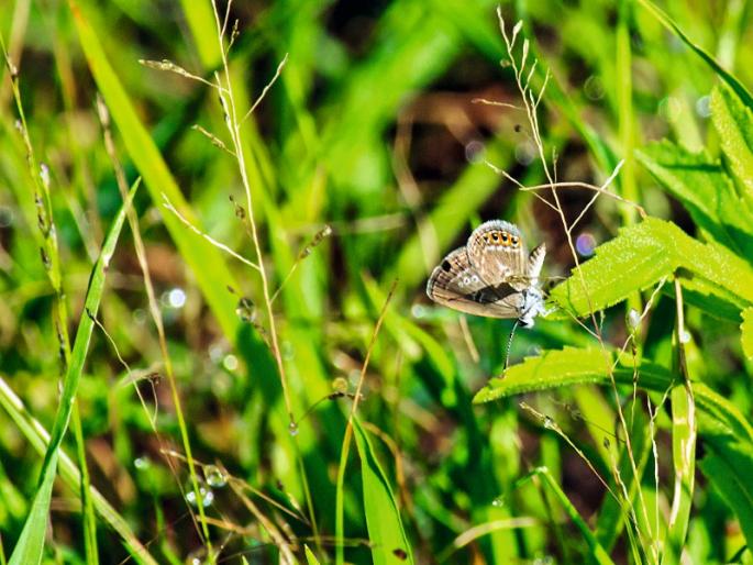 butterfly month The world's smallest butterfly seen in Pune | Butterfly Month: पुण्यात दिसलं जगातलं सर्वांत छोटं 'फुलपाखरू' butterfly month The world's smallest butterfly seen in Pune | Butterfly Month: पुण्यात दिसलं जगातलं सर्वांत छोटं 'फुलपाखरू'