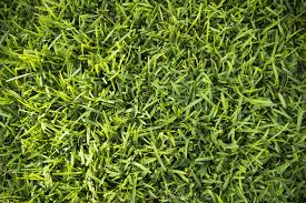 Due to drought conditions fodder for animals | दुष्काळी परिस्थितीमुळे मिळेना जनावरांना चारा Due to drought conditions fodder for animals | दुष्काळी परिस्थितीमुळे मिळेना जनावरांना चारा