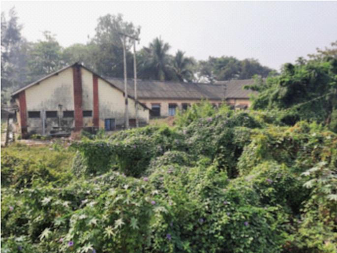 Government Teachers College surrounded by grass | शासकीय अध्यापक महाविद्यालयाला गवताचा वेढा