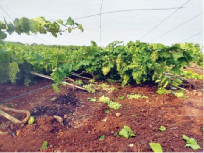 A catastrophic crisis on farmers; Vineyards, sorghum, gram horizontally | शेतकऱ्यांवर अस्मानी संकट; द्राक्षबागा, ज्वारी, हरभरा आडवा A catastrophic crisis on farmers; Vineyards, sorghum, gram horizontally | शेतकऱ्यांवर अस्मानी संकट; द्राक्षबागा, ज्वारी, हरभरा आडवा