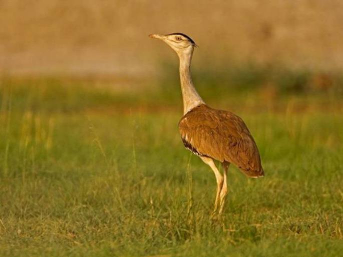 Gujarat's last single male Great Indian Bustard may crossed loc and reached in Pakistan | गुजरातचा एकमेव ग्रेट इंडियन बस्टर्ड पाकिस्तानात गेल्याचा अंदाज ; प्रजाती नामशेष होण्याच्या मार्गावर Gujarat's last single male Great Indian Bustard may crossed loc and reached in Pakistan | गुजरातचा एकमेव ग्रेट इंडियन बस्टर्ड पाकिस्तानात गेल्याचा अंदाज ; प्रजाती नामशेष होण्याच्या मार्गावर