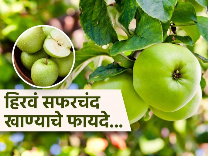 Benefits of eating green apple daily you should know | लालऐवजी खाणं सुरू करा हिरवं सफरचंद, शरीरात होतील ५ मोठे बदल