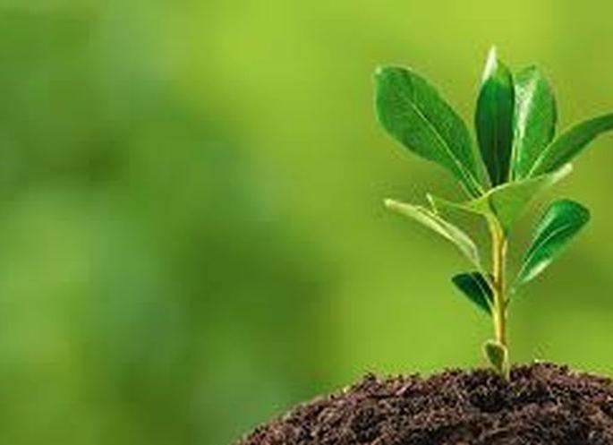 70 thousand 'Green Army' members in Washim district are ready for tree plantation | वाशिम जिल्ह्यात ७० हजार‘ग्रीन आर्मी’ सदस्य वृक्षलागवडीसाठी सज्ज 70 thousand 'Green Army' members in Washim district are ready for tree plantation | वाशिम जिल्ह्यात ७० हजार‘ग्रीन आर्मी’ सदस्य वृक्षलागवडीसाठी सज्ज