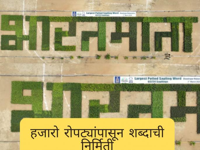latest News 'Bharatmata' made from 65 thousand saplings by forest department in chandrapur | 65 हजार रोपट्यांपासून साकारलं 'भारतमाता', गिनीज बुक ऑफ वर्ल्ड रेकॉर्डमध्ये नोंद latest News 'Bharatmata' made from 65 thousand saplings by forest department in chandrapur | 65 हजार रोपट्यांपासून साकारलं 'भारतमाता', गिनीज बुक ऑफ वर्ल्ड रेकॉर्डमध्ये नोंद