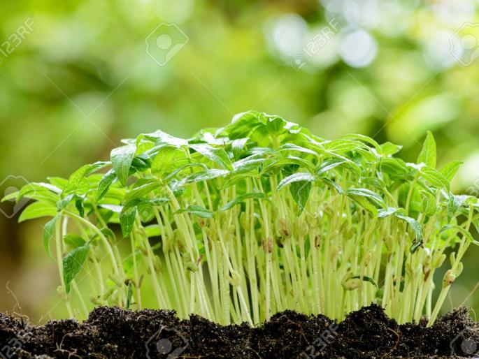 Even in drought of Solapur district, there are many varieties of jowar, green gram and curdai | सोलापूर जिल्ह्यातील दुष्काळातही शासकीय रानात बहरली ज्वारी, हरभरा अन् करडई Even in drought of Solapur district, there are many varieties of jowar, green gram and curdai | सोलापूर जिल्ह्यातील दुष्काळातही शासकीय रानात बहरली ज्वारी, हरभरा अन् करडई