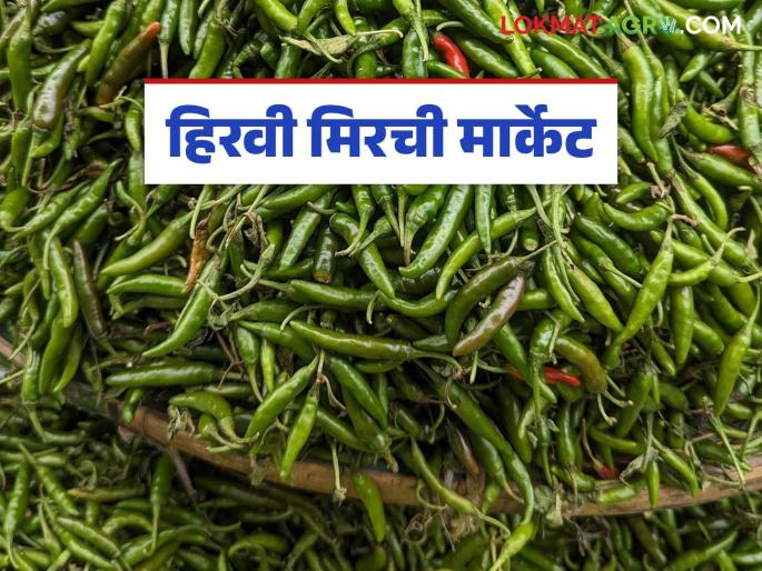 Green Chilli Market: latest news Green chillies are under pressure; Know the reason in detail | Green Chilli Market: हिरवी मिरची दबावात; काय आहे कारण जाणून घ्या सविस्तर Green Chilli Market: latest news Green chillies are under pressure; Know the reason in detail | Green Chilli Market: हिरवी मिरची दबावात; काय आहे कारण जाणून घ्या सविस्तर