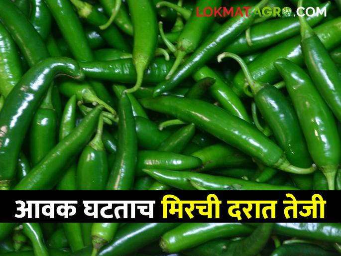 Green Chilli Market Chilli prices rise as arrivals fall; Read the market price of chillies | Green Chilli Market आवक घटताच मिरची दरात तेजी; वाचा मिरचीचे बाजारभाव Green Chilli Market Chilli prices rise as arrivals fall; Read the market price of chillies | Green Chilli Market आवक घटताच मिरची दरात तेजी; वाचा मिरचीचे बाजारभाव