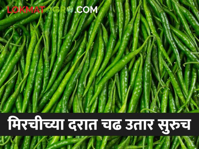 Green Chilli Market Price of green chilli continues to fluctuate; Read what rates are available | Green Chilli Market हिरव्या मिरचीच्या दरात चढ उतार सुरूच; वाचा काय मिळतोय दर Green Chilli Market Price of green chilli continues to fluctuate; Read what rates are available | Green Chilli Market हिरव्या मिरचीच्या दरात चढ उतार सुरूच; वाचा काय मिळतोय दर