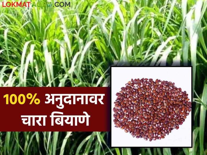 Fodder Seeds On Subsidy : Fodder seeds for dairy livestock on hundred percent subsidy; Apply 'here' | Fodder Seeds On Subsidy : शंभर टक्के अनुदानावर दुभत्या पशुधनासाठी मिळणार चारा बियाणे; 'येथे' करा अर्ज Fodder Seeds On Subsidy : Fodder seeds for dairy livestock on hundred percent subsidy; Apply 'here' | Fodder Seeds On Subsidy : शंभर टक्के अनुदानावर दुभत्या पशुधनासाठी मिळणार चारा बियाणे; 'येथे' करा अर्ज