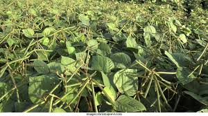 Rain delayed; sowing of greeng gram will decrease! | पाऊस लाबंला; मूग, उडिदाचे क्षेत्र घटणार! Rain delayed; sowing of greeng gram will decrease! | पाऊस लाबंला; मूग, उडिदाचे क्षेत्र घटणार!