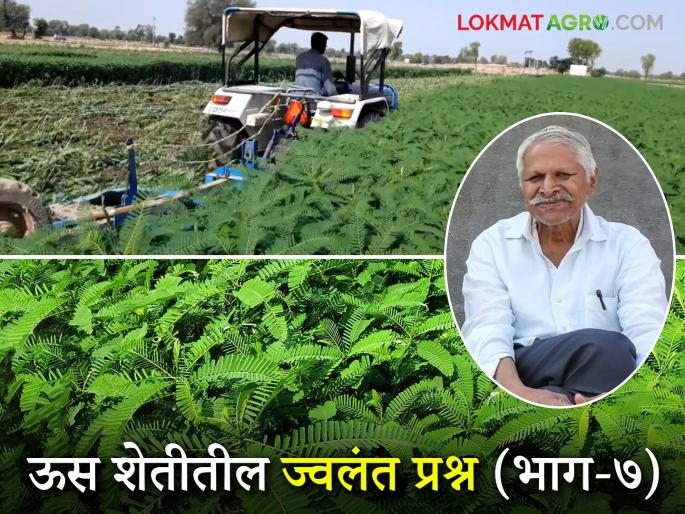 Hirvalichi Khate : When and how exactly should green manure be incorporated into the soil? Read in detail | Hirvalichi Khate : हिरवळीचे खते जमिनीत नेमकी कधी आणि कशी गाडली पाहिजेत? वाचा सविस्तर Hirvalichi Khate : When and how exactly should green manure be incorporated into the soil? Read in detail | Hirvalichi Khate : हिरवळीचे खते जमिनीत नेमकी कधी आणि कशी गाडली पाहिजेत? वाचा सविस्तर