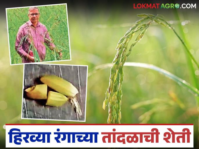Black, red, blue, purple and now green rice is being cultivated in Panvel; What is the experiment? | काळा, लाल, नीळा, जांभळा आणि आता हिरव्या रंगाच्या तांदळाची शेती होतेय पनवेलमध्ये; काय आहे प्रयोग?