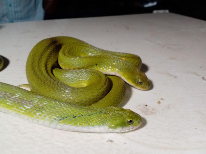 Mouth watering snatched by a pair of grass snakes | गवत्या सापाच्या जोडीने पळविले तोंडचे पाणी Mouth watering snatched by a pair of grass snakes | गवत्या सापाच्या जोडीने पळविले तोंडचे पाणी