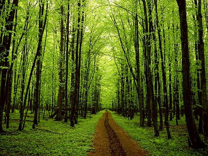 There will be a measure of cleanliness and greenery of the cities in the state | राज्यातील शहरांची स्वच्छता, हिरवळीचेही होणार मोजमाप There will be a measure of cleanliness and greenery of the cities in the state | राज्यातील शहरांची स्वच्छता, हिरवळीचेही होणार मोजमाप