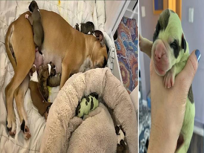 Viral Photo: green dog born in Canada, doctor was amazed | Viral Photo: ऐकावं ते नवलंच! 'या' ठिकाणी झाला हिरव्या रंगाच्या कुत्र्याचा जन्म, डॉक्टर झाले चकीत Viral Photo: green dog born in Canada, doctor was amazed | Viral Photo: ऐकावं ते नवलंच! 'या' ठिकाणी झाला हिरव्या रंगाच्या कुत्र्याचा जन्म, डॉक्टर झाले चकीत