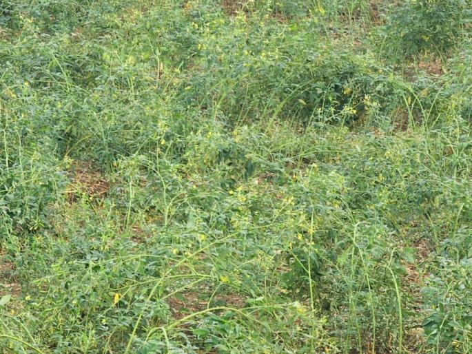 Unseasonal damage to crops on 12 thousand 106 hectares; Picture from Mehkar Taluk | १२ हजार १०६ हेक्टरवरील पिकांना अवकाळीचा तडाखा; मेहकर तालुक्यातील चित्र Unseasonal damage to crops on 12 thousand 106 hectares; Picture from Mehkar Taluk | १२ हजार १०६ हेक्टरवरील पिकांना अवकाळीचा तडाखा; मेहकर तालुक्यातील चित्र