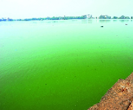 In the northeast, the effects of 'green algae', the threat of waterfowl: the effects of the environment could be possible | रंकाळ्यात ‘ग्रीन अल्गी’चा प्रादुर्भाव, जलचर धोक्यात : वातावरणाचा परिणाम शक्य In the northeast, the effects of 'green algae', the threat of waterfowl: the effects of the environment could be possible | रंकाळ्यात ‘ग्रीन अल्गी’चा प्रादुर्भाव, जलचर धोक्यात : वातावरणाचा परिणाम शक्य