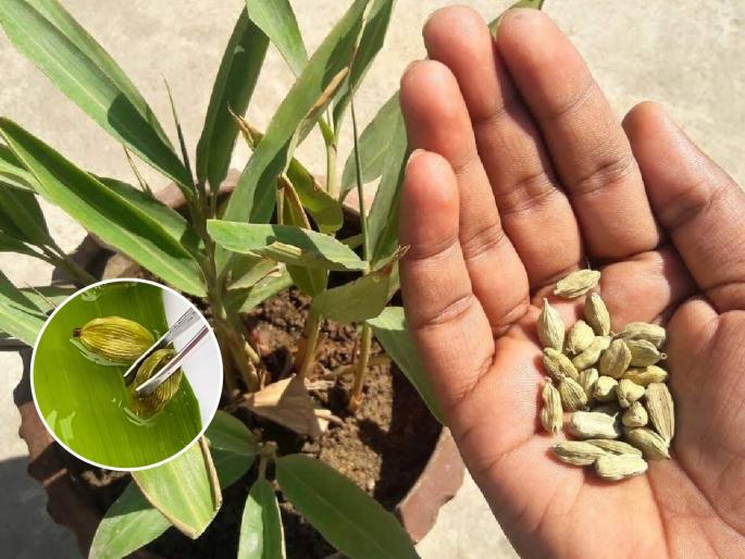 How to grow cardamom in pots at Home Easy method to grow cardamom plant in balcony or courtyard Best soil and conditions for cardamom cultivation | छोट्याशा कुंडीत लावा वेलचीचे रोप, अंगणात दरवळेल वेलचीचा सुगंध- पाहा रोप लावण्याची सोपी पद्धत