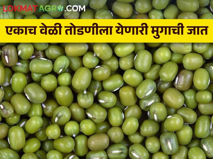 A new variety of green gram mung bean with one time harvesting | एकाच वेळेस शेंगा पक्वतेला येणारी मुगाची नवीन जात A new variety of green gram mung bean with one time harvesting | एकाच वेळेस शेंगा पक्वतेला येणारी मुगाची नवीन जात