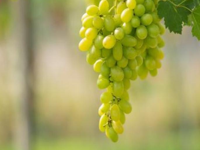 Waiting for dryport, grape research center in Sangli district | सांगली जिल्ह्यात ड्रायपोर्ट, द्राक्ष संशोधन केंद्राची प्रतीक्षाच; दहा वर्षांत एकही मोठा प्रकल्प नाही  Waiting for dryport, grape research center in Sangli district | सांगली जिल्ह्यात ड्रायपोर्ट, द्राक्ष संशोधन केंद्राची प्रतीक्षाच; दहा वर्षांत एकही मोठा प्रकल्प नाही