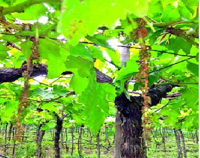 Drugs ineffective | औषधे कुचकामी; द्राक्षबागा रोगांनी निकामी : प्रभावहीन औषधांतून लाखोंची फसवणूक Drugs ineffective | औषधे कुचकामी; द्राक्षबागा रोगांनी निकामी : प्रभावहीन औषधांतून लाखोंची फसवणूक