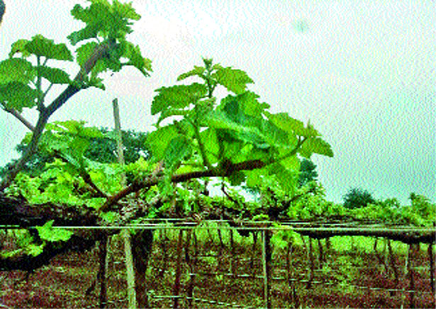 Due to rain the threat of grapefruit | पावसामुळे द्राक्षबागा धोक्यात Due to rain the threat of grapefruit | पावसामुळे द्राक्षबागा धोक्यात