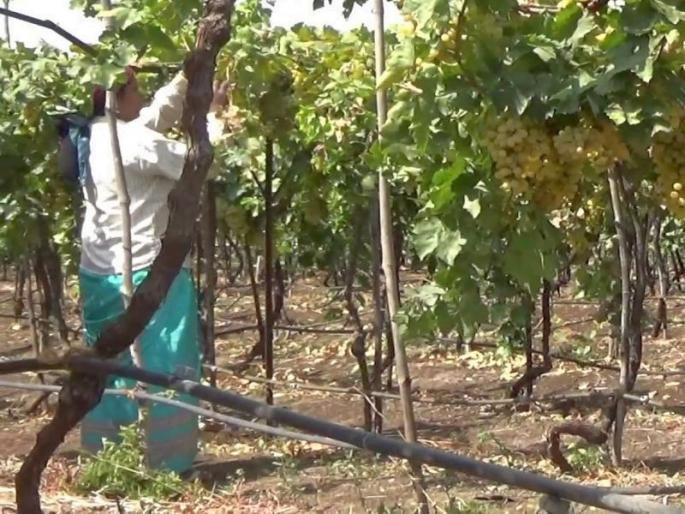 Due to heavy storms, one thousand hectares of crop damage, highest damage to grape and onions | ओखी वादळामुळे एक हजार हेक्टर शेतीला फटका, द्राक्ष व कांद्याचे सर्वाधिक नुकसान Due to heavy storms, one thousand hectares of crop damage, highest damage to grape and onions | ओखी वादळामुळे एक हजार हेक्टर शेतीला फटका, द्राक्ष व कांद्याचे सर्वाधिक नुकसान