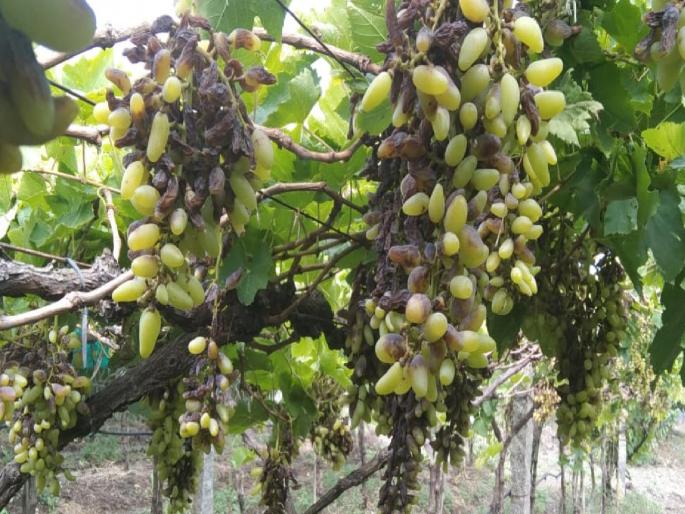 Fungal blight on grapes; Ready bunches rotted, gardeners panicked | द्राक्षावर बुरशीजन्य करपा रोगाचा प्रादुर्भाव; तयार घड कुजले, बागायतदार धास्तावले