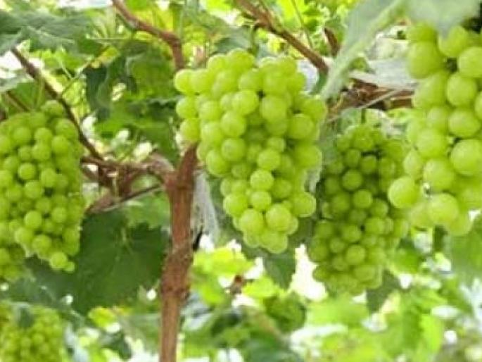 Grape season begins, Fraud of 13 crore 61 lakh rupees by buying grapes in sangli | द्राक्ष हंगाम सुरू! नको व्यापाऱ्यांचा सततचा गंडा; हवा रोखीच्या व्यवहाराचा फंडा! Grape season begins, Fraud of 13 crore 61 lakh rupees by buying grapes in sangli | द्राक्ष हंगाम सुरू! नको व्यापाऱ्यांचा सततचा गंडा; हवा रोखीच्या व्यवहाराचा फंडा!