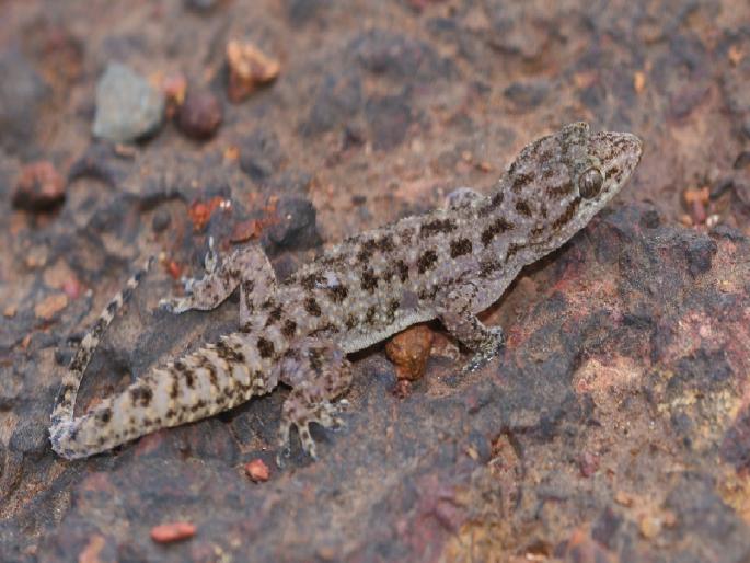 Discovery of the Gecko Pali species on the Chalkewadi Plateau of Satara | सातारच्या चाळकेवाडी पठारात नवीन गेको प्रजातीचा शोध, पालीला इंडोनेशियातील प्रसिद्ध संशोधकाचे नाव Discovery of the Gecko Pali species on the Chalkewadi Plateau of Satara | सातारच्या चाळकेवाडी पठारात नवीन गेको प्रजातीचा शोध, पालीला इंडोनेशियातील प्रसिद्ध संशोधकाचे नाव