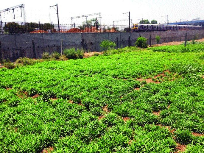 'Grow More Foods' contract workers' rust; | ‘ग्रो मोअर फूड्स’ला ठेकेदारांकडून हरताळ;दूषित पाण्यावर पिकतोय भाज्यांचा मळा 'Grow More Foods' contract workers' rust; | ‘ग्रो मोअर फूड्स’ला ठेकेदारांकडून हरताळ;दूषित पाण्यावर पिकतोय भाज्यांचा मळा