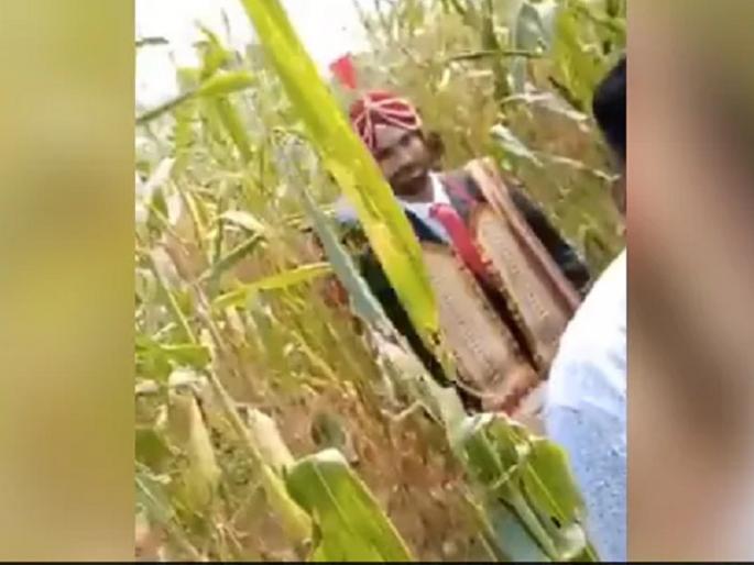 groom did jugaad, marriage procession taken out in farm internet loves it see viral video | लॉकडाऊनमध्ये नवरदेवाचा जुगाड, मक्याच्या शेतातून काढली वरात; पाहा Video