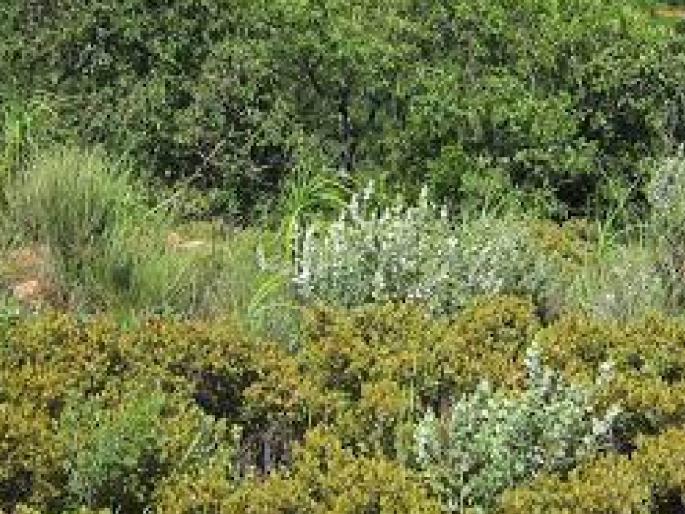 The grounds in the villages will now become playgrounds for the students | गावागावांतील काट्याकुट्याची मैदाने होणार आता विद्यार्थ्यांसाठी क्रीडांगणे The grounds in the villages will now become playgrounds for the students | गावागावांतील काट्याकुट्याची मैदाने होणार आता विद्यार्थ्यांसाठी क्रीडांगणे