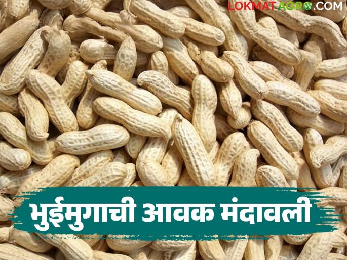 latest news Groundnut Market: Big drop in groundnut arrivals; Know how the price is being obtained | Groundnut Market : भुईमुगाच्या आवकेत मोठी घसरण; जाणून घ्या कसा मिळतोय दर latest news Groundnut Market: Big drop in groundnut arrivals; Know how the price is being obtained | Groundnut Market : भुईमुगाच्या आवकेत मोठी घसरण; जाणून घ्या कसा मिळतोय दर