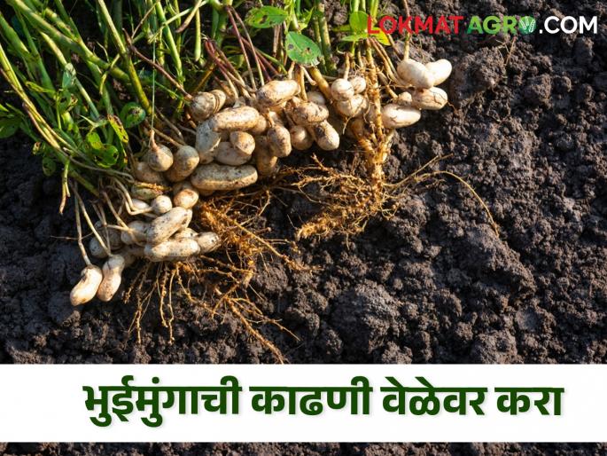 Latest News When to harvest groundnut read in detail | Crop Management : भुईमुंगाची काढणी कधी करावी? स्टेप बाय स्टेप समजून घ्या, वाचा सविस्तर  Latest News When to harvest groundnut read in detail | Crop Management : भुईमुंगाची काढणी कधी करावी? स्टेप बाय स्टेप समजून घ्या, वाचा सविस्तर