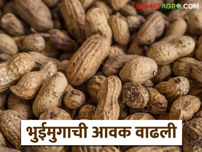 latest news Groundnut Market: Groundnut market is booming; Read in detail how the price is being obtained | Groundnut Market : भुईमुग बाजार तेजीत; कसा मिळतोय दर ते वाचा सविस्तर