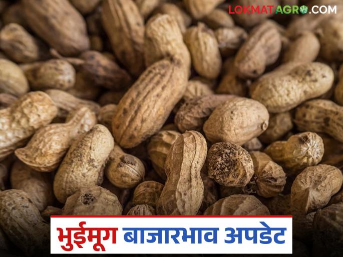 latest news Groundnut Market: Groundnut arrivals in 'this' market decreased; Read details on price revision | Groundnut Market : 'या' बाजारात भुईमूगाची आवक घटली; दरात सुधारणा वाचा सविस्तर