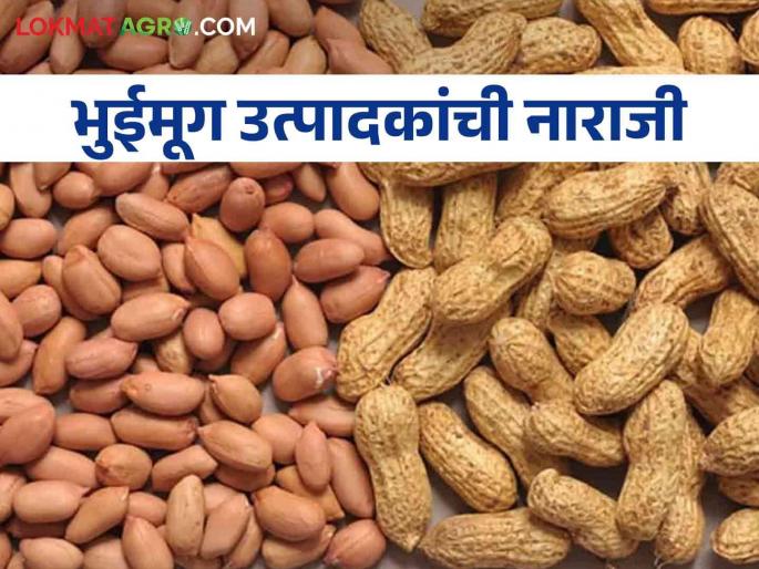 Groundnut Market Fall in Groundnut Prices; Read what rates are available | Groundnut Market भुईमूग दरात घसरण; वाचा काय मिळतोय दर