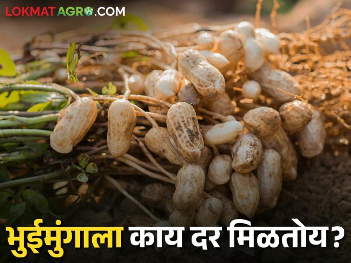 Latest News Todays groundnut market price in market yards in maharashtra check here | Groundnut Market : भुईमुगाची आवक वाढली, गतवर्षींपेक्षा हजार रुपयांची घसरण, वाचा आजचे दर  Latest News Todays groundnut market price in market yards in maharashtra check here | Groundnut Market : भुईमुगाची आवक वाढली, गतवर्षींपेक्षा हजार रुपयांची घसरण, वाचा आजचे दर
