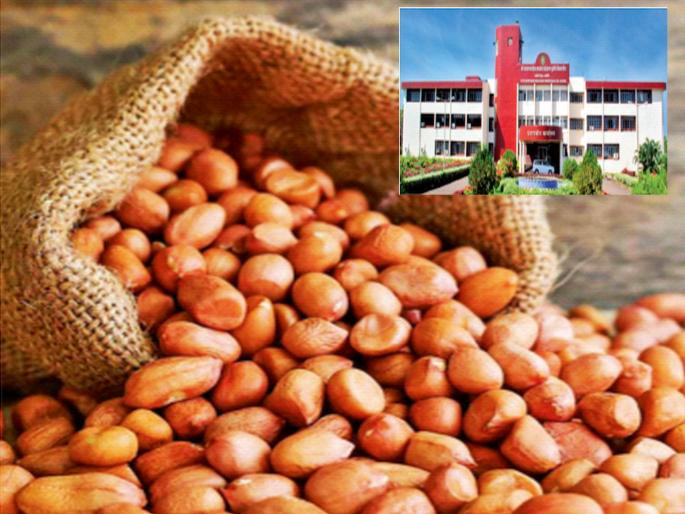 Ratnagiri alternative to Gujarati groundnut; Dr. Balasaheb Sawant Konkan Agricultural University develops new variety | गुजराती शेंगदाण्याला रत्नागिरीचा पर्याय; डाॅ. बाळासाहेब सावंत कोकण कृषी विद्यापीठाने विकसित केले नवीन वाण Ratnagiri alternative to Gujarati groundnut; Dr. Balasaheb Sawant Konkan Agricultural University develops new variety | गुजराती शेंगदाण्याला रत्नागिरीचा पर्याय; डाॅ. बाळासाहेब सावंत कोकण कृषी विद्यापीठाने विकसित केले नवीन वाण