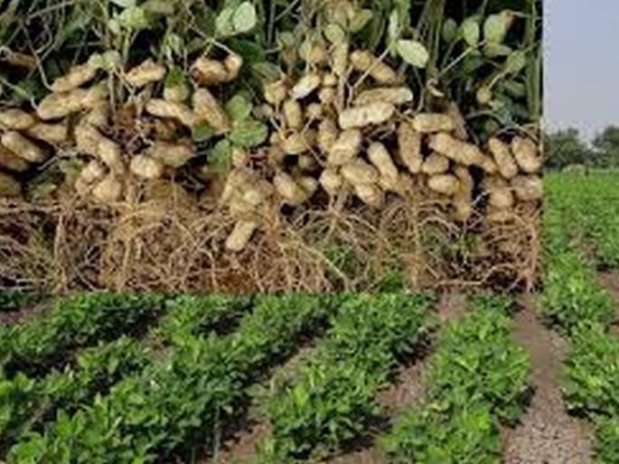 Groundnut area to increase in kharif! | खरिपात भुईमुगाचे क्षेत्र वाढणार! Groundnut area to increase in kharif! | खरिपात भुईमुगाचे क्षेत्र वाढणार!
