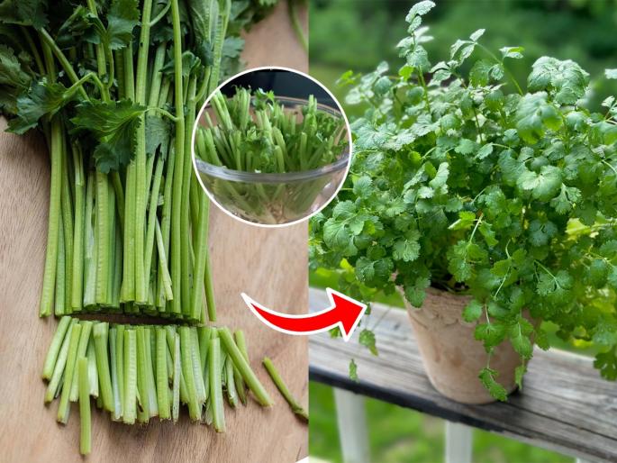 smart gardening tricks for getting fresh coriander every day, how to grow coriander or dhaniya at home  | कुंडी आणि मातीचीही गरज नाही, साध्या कपामध्येही उगवेल भरपूर कोथिंबीर- घ्या भन्नाट ट्रिक 