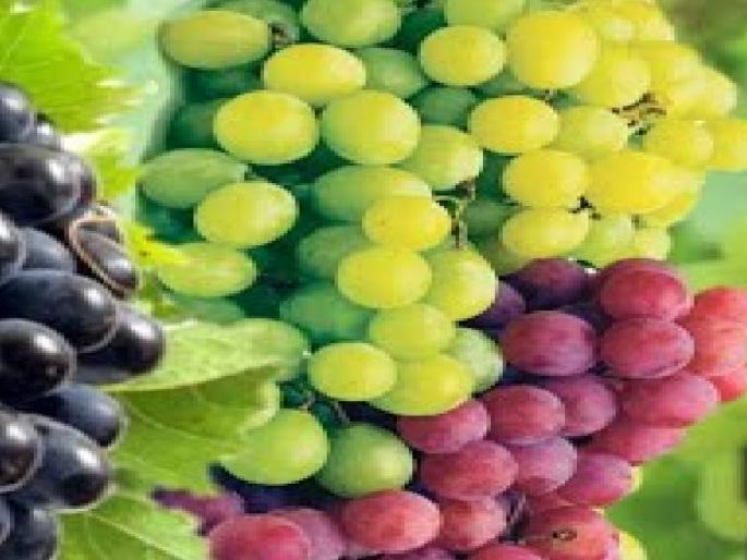 Grape Festival in Sangli from Thursday, an initiative of grape growers association with Govt | सांगलीत गुरुवारपासून द्राक्ष महोत्सव, शासनासह द्राक्ष बागायतदार संघाचा पुढाकार Grape Festival in Sangli from Thursday, an initiative of grape growers association with Govt | सांगलीत गुरुवारपासून द्राक्ष महोत्सव, शासनासह द्राक्ष बागायतदार संघाचा पुढाकार
