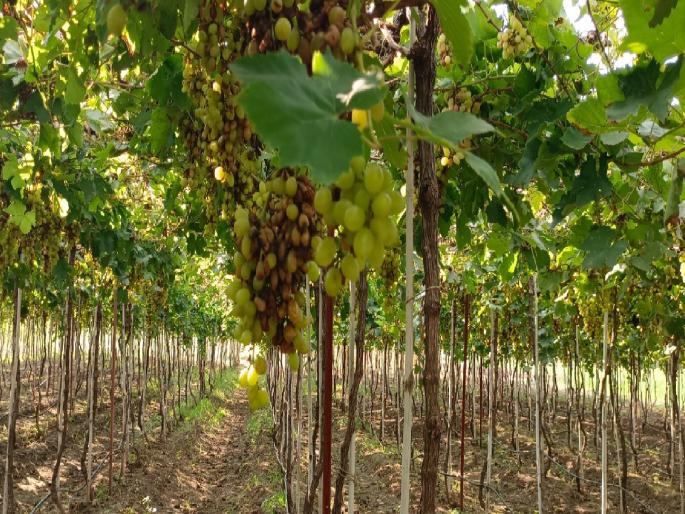 Vineyard damage due to cloudy weather and unseasonal rain in satara | छाटणीला आलेल्या द्राक्षबागेवर अवकाळीचा घाला, शेतकरी संकटात Vineyard damage due to cloudy weather and unseasonal rain in satara | छाटणीला आलेल्या द्राक्षबागेवर अवकाळीचा घाला, शेतकरी संकटात